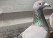 ���� ������Ĳ�����