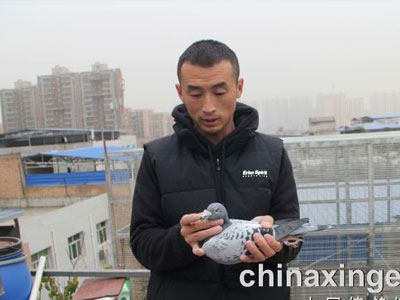 爱满鸽界：三年冠军大赢家崔辉捐赠上万（图）