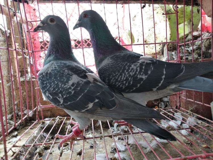 ī��㷺��᣺���ܷ�·�ֺܺÿ��ĸ�ϵ