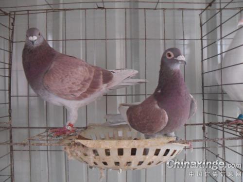 �Ÿ�����еļ���С����