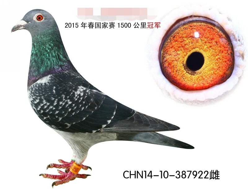 ���ۣ���˵�����鳲�ʳ��ߣ�