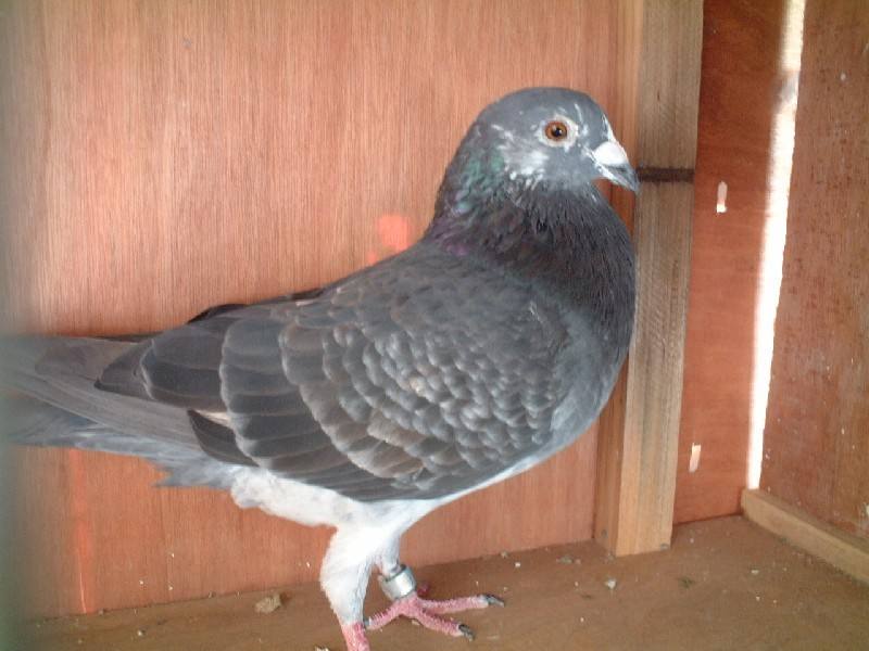 ˵�����������