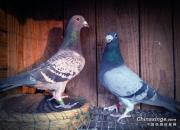 ǧ�������������� �����ֻ���Ҫ����