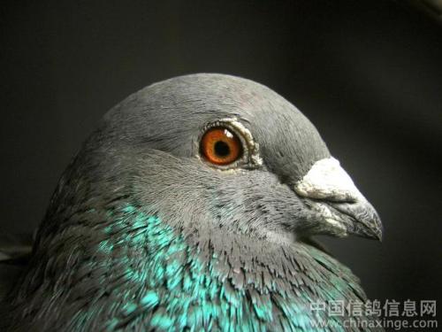 ��ţ�Ÿ����ֻ�Ѫ��ʽ