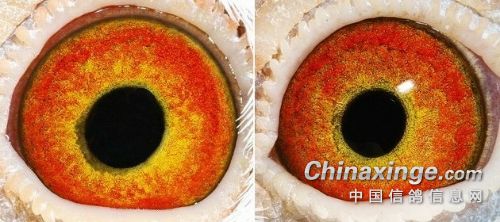 ������ƽ���Ը�������