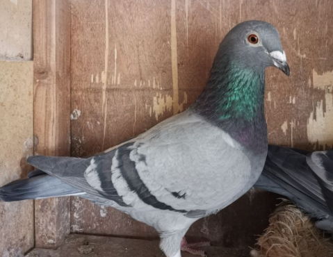 �ø벻�½��׻�Ѫ