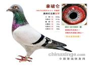 ÿ��һ�룺���ƽ�Ѫͳ��������(ͼ)