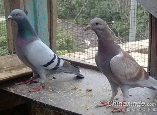 Ҳ̸Ѫͳ��������Ǽ��������Ψһ��׼