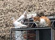 ��è�и���� һ����ͨ�����ߵ��ճ�