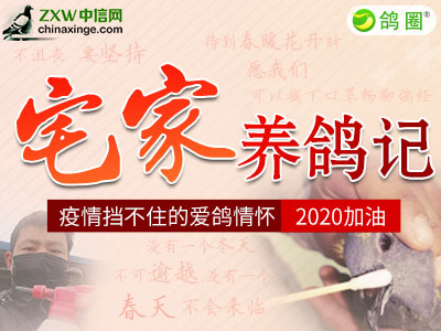 疫情难挡爱鸽情 鸽圈“宅家养鸽记”活动