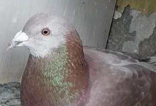 ����н���ѵ����ֽ���