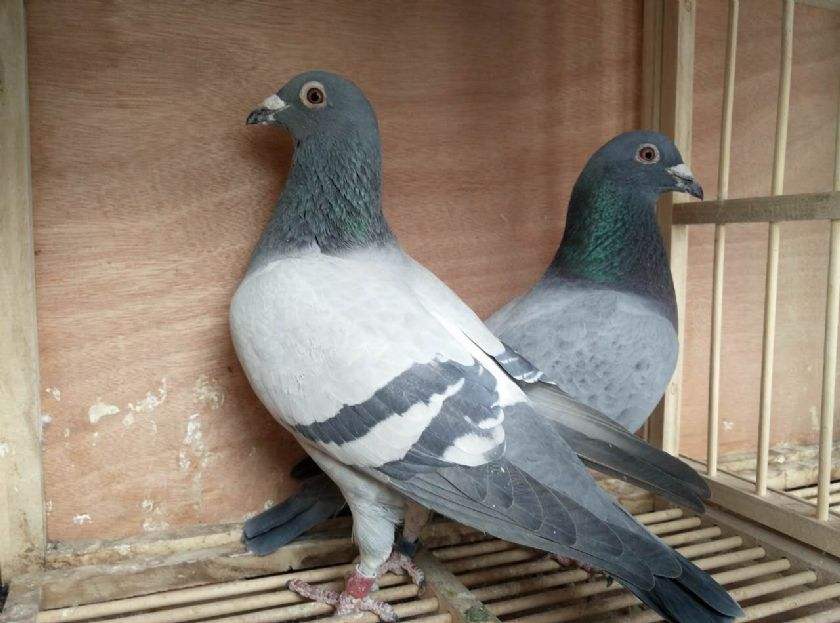 ��ʱ���� �Ƴ����