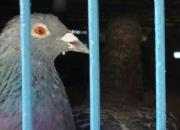 һֻ�������ı���ͼ��