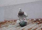 լ�Ҷ���Ȱ��֮���������