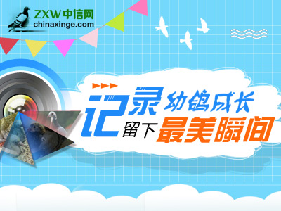 吾家有鸽初长成！鸽圈活动《记录幼鸽成长》