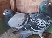 ���˵��չ�񽱵��۸��Ӵ����ֻ���Σ�