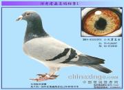 ����ղɭ���뵵��֮С���ֱŮ