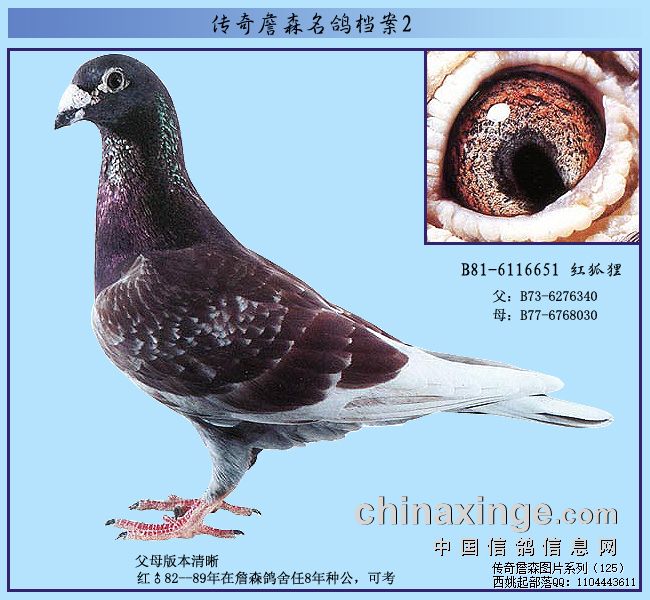 ����ղɭ���뵵��֮81���