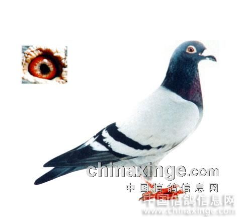 ÿ��һ�룺������Ѫ����ʯ���ֹ�����˹��