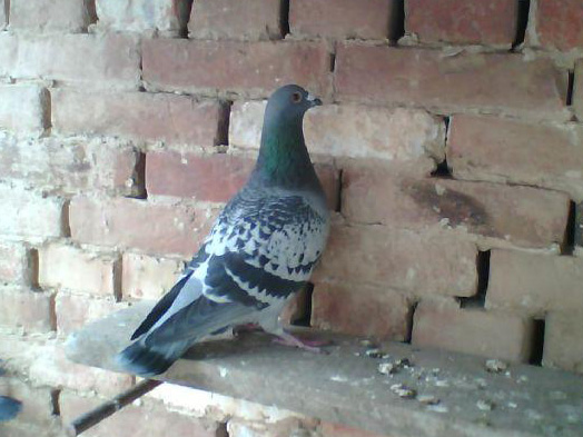 һ������ ϲ�ǲΰ�