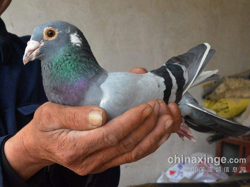 ������룺���ø����� 