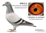 ����������·Ѫϵ���150���ھ�