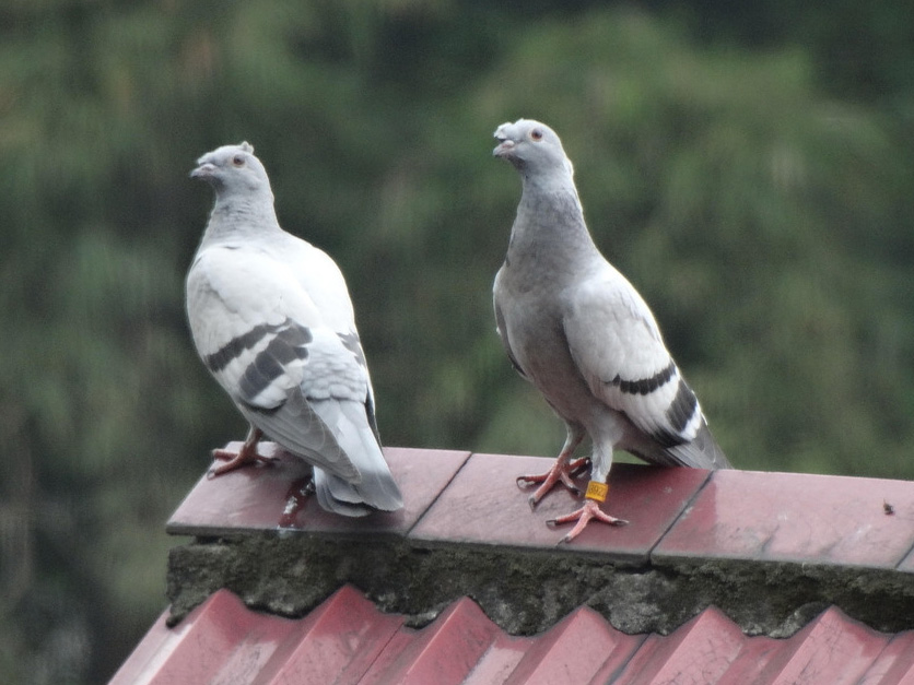 Ī����ʧ�����