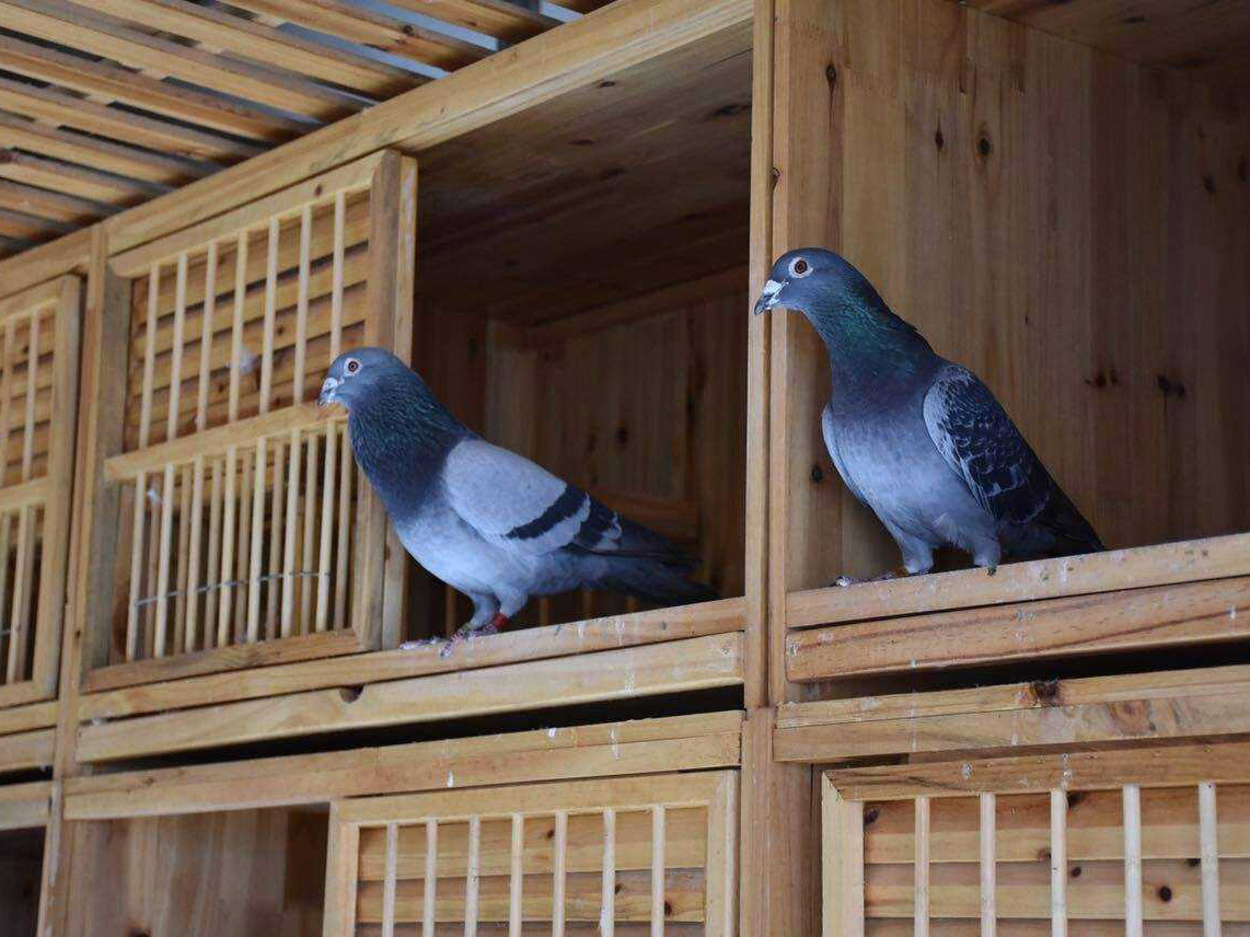 ����������Ŷ��и�