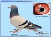 ����ղɭ���뵵��֮�ƽ�ҹ�