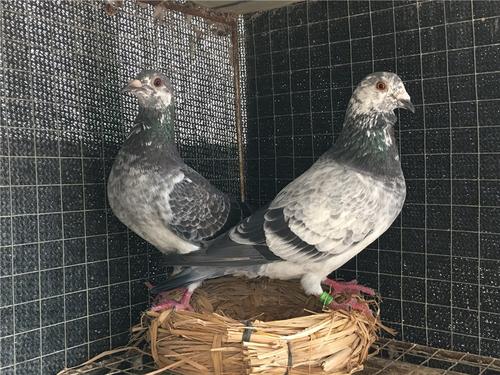 ����Ļƽ����