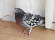 �ҵ�������£��Ӳ��뵽������