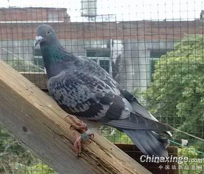 Ѫͳ�������ɼ�