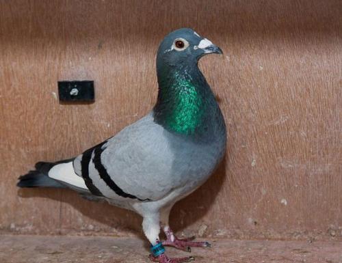 ����ھ���������������ģ�