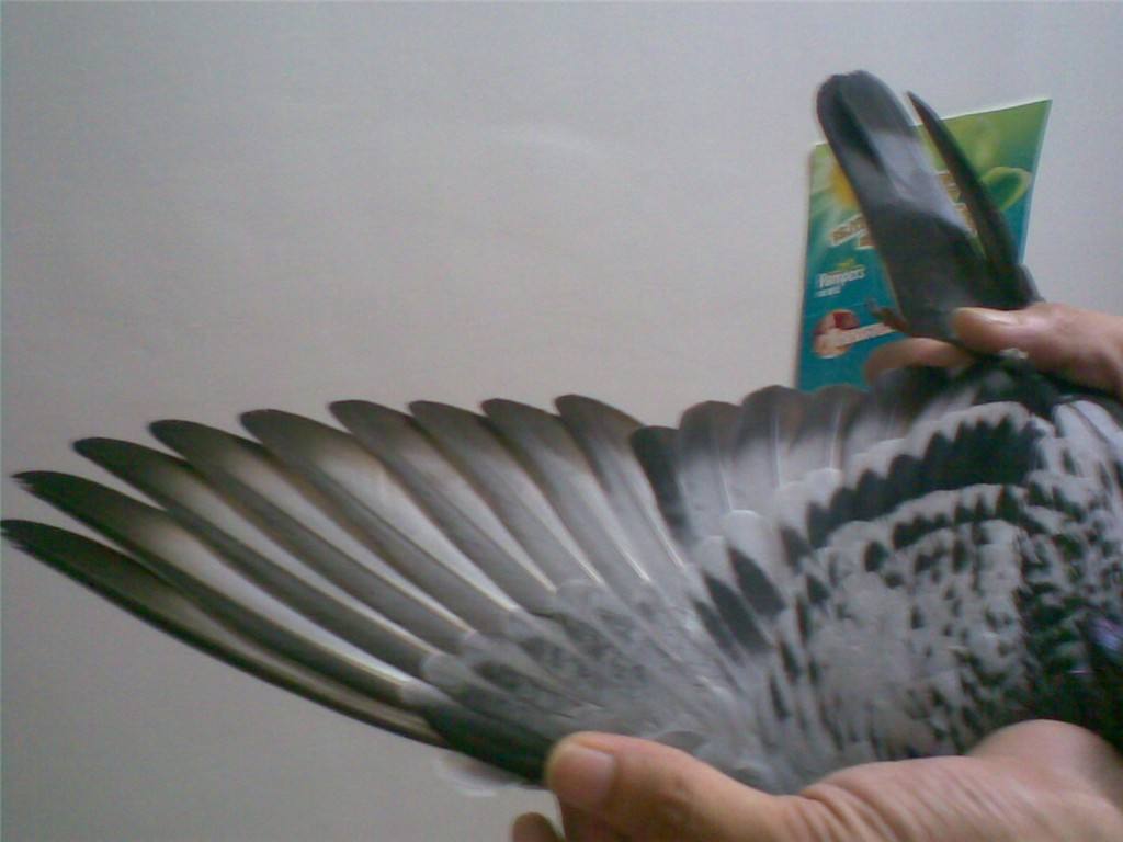 �ȶ��������������аܵĿ�������Ѫ