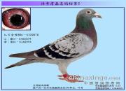 ����ղɭ���뵵��֮�����ĸ