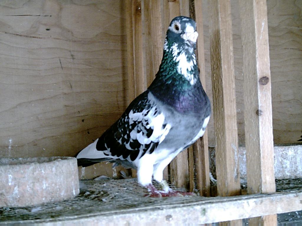 ������͸�������