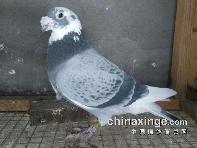 �����ǻ�����ʮ���Թ