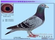 ����ղɭ���뵵��֮����