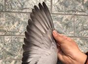 ���ͼ�����ӵĳ�� ��ӭ����