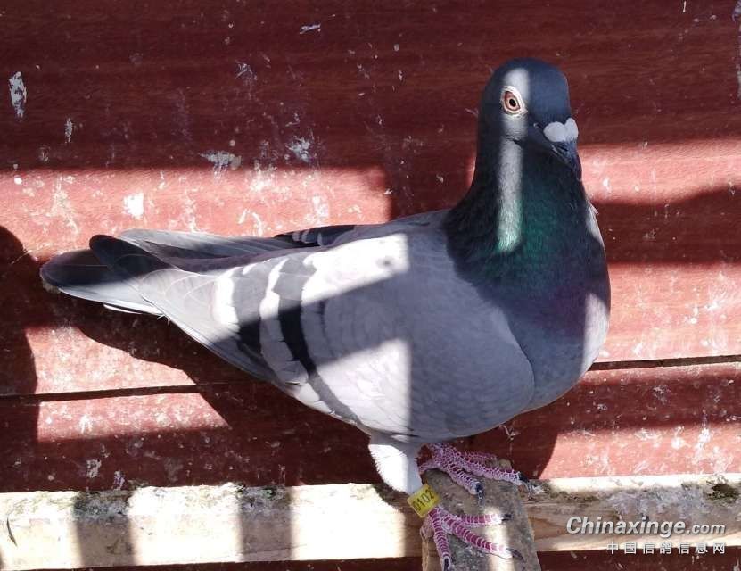 ��ʹ�õķ��ݿ���ϵ