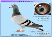 ղɭ����9��û��Եĸ���