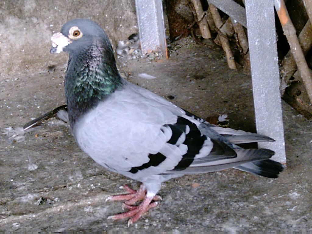 ����������͸����������и�