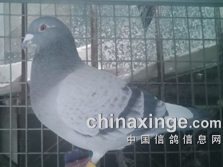 �����ޱ�׼��