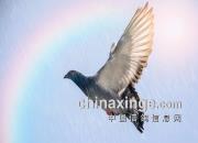 ��ֻ��һֻ���루ͼ��