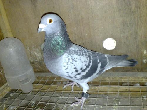 ��ʹ���ֶ�һ������������