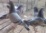 ����2019������������8ȫ�����7��