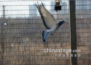 ����ȥ׷���ɹ�����һ����Ŭ��