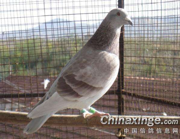 ��ֵġ���ĸ��