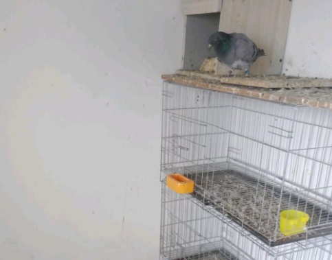 55�죬�ָ�ֻʣ1ֻ