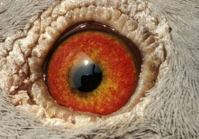 �������ɼ�����Ը���Ʒ��